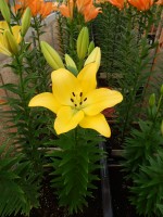 [5097 Malesco VWS No01.JPG]